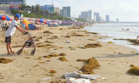 Bãi biển Vũng Tàu 'ngập' hàng chục tấn rong biển