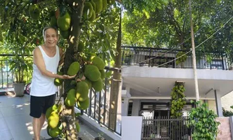 Cây mít mọc xuyên tầng 2 ở Đà Nẵng gây sốt, trái chi chít từ gốc tới ngọn