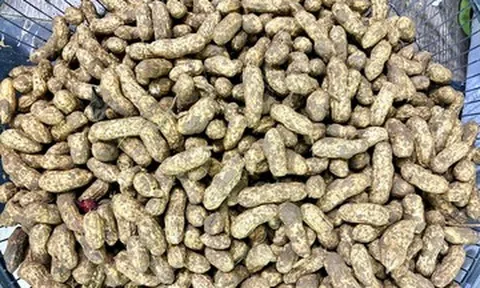Luộc lạc bao nhiêu phút để mềm bùi, không bị thâm vỏ?