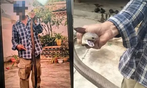 Bị rắn độc cắn vẫn chụp ảnh, người đàn ông 58 tuổi 'chật vật' thoát cửa tử