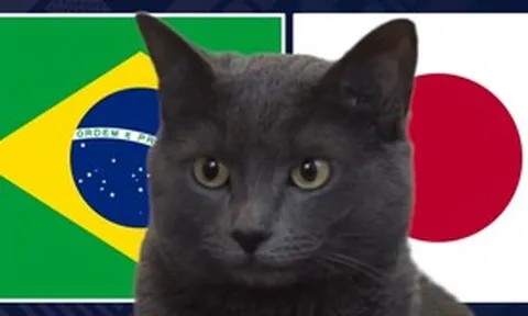 Mèo "tiên tri" dự đoán kết quả trận Brazil vs Nhật Bản: Liệu có kỳ tích?
