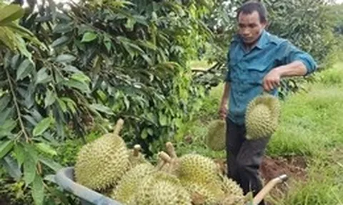 Giá sầu riêng giảm nhanh