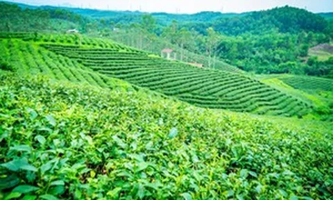 Về nơi 65 năm gìn giữ hương trà tại vùng biên Quảng Ninh
