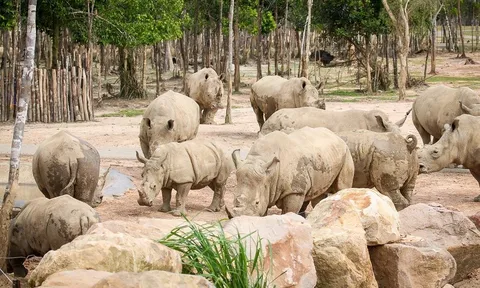 Thành quả từ những lần “chơi lớn khiến thế giới phải trầm trồ” của “kỳ quan” Vinpearl Safari Phú Quốc