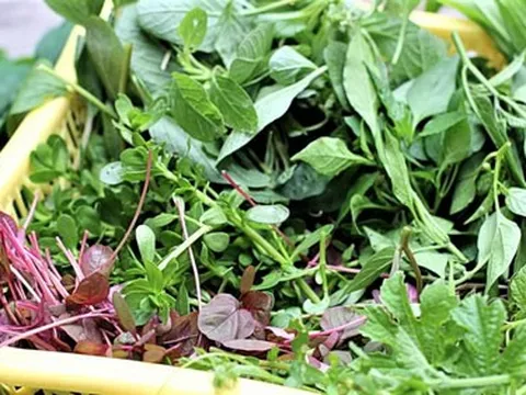 Nhớ bát canh tập tàng