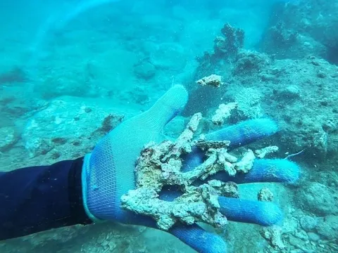 San hô vịnh Nha Trang đang hồi sinh