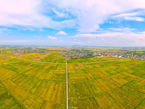 Rực rỡ sắc màu trên cánh đồng mùa lúa chín