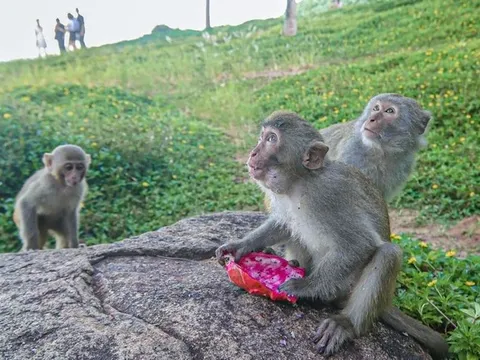 Khỉ ăn chực, lục đồ khách tại Sơn Trà