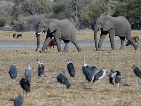 Tranh cãi chuyện săn bắn, Botswana tuyên bố sẵn sàng đưa 20.000 con voi sang Đức