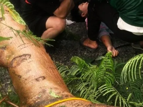 Cây phượng cổ thụ gãy ngang thân, đè trúng người đi đường ở Hải Phòng