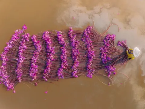 Mùa hoa súng siêu thực nhìn từ trên cao ở Tây Ninh