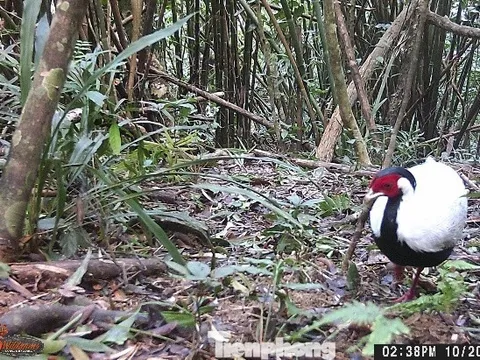 Pù Huống – 'kho báu' 46.000ha hé lộ bí mật rừng già nhờ công nghệ và cộng đồng