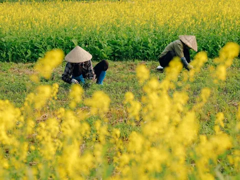 Có gì ở cánh đồng rau cải thành điểm check-in gây sốt ở Hà Nội?