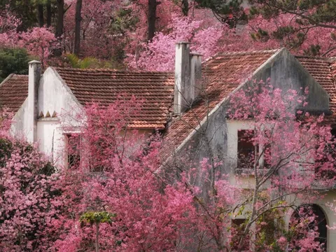 Mai anh đào Đà Lạt vào mùa đẹp nhất năm