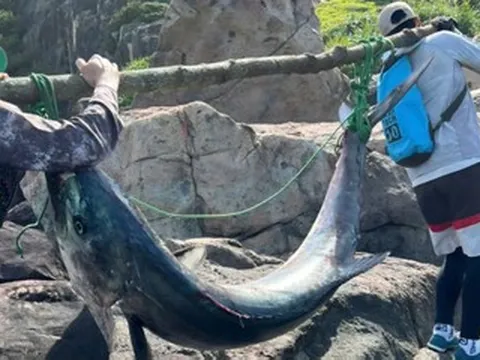 Cần thủ Đà Nẵng câu được cá 'khủng' nặng 63kg ở bán đảo Sơn Trà