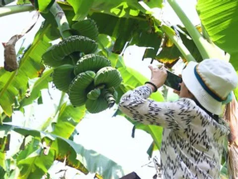 Nải chuối có hình dáng lạ, nhiều người muốn 'săn' về chưng Tết dù giá cao