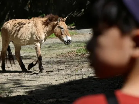 Sở thú Đài Loan đặt cược năm Bính Ngọ vào loài ngựa từng tuyệt chủng