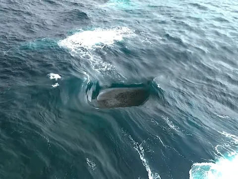 Con sóng "điên rồ" đến mức vô lý ở Tây Úc