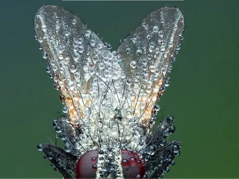 Cận cảnh côn trùng, mở ra một thế giới lạ lẫm mê ly