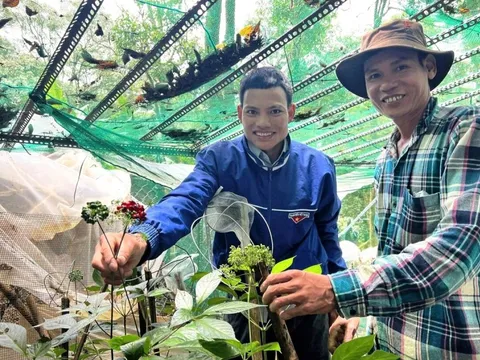 Người Xơ Đăng tặng nhau loài biệt dược ‘quý hơn vàng’