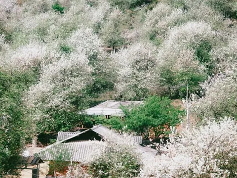 Thiên đường hoa sơn tra giữa đại ngàn Tây Bắc vào mùa đẹp nhất năm