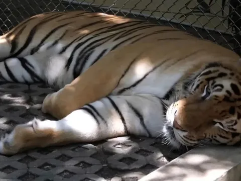 Tạm đóng cửa khu du lịch ở Thái Lan sau khi 72 con hổ chết bất thường