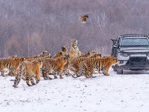 Được 'vỗ béo' quá đà dịp Tết, gần 200 con hổ Trung Quốc phải ăn kiêng