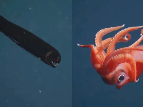 Chạm trán những sinh vật ngoạn mục dưới đáy biển sâu