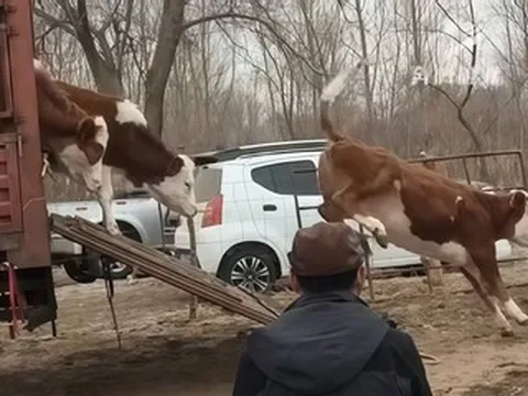 Đoàn người mang 10 con bò, 40 con cừu sang nhà thông gia thăm con gái