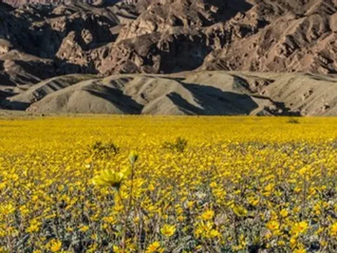 Cảnh tượng hiếm thấy ở Thung lũng Chết sau 10 năm