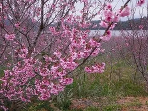 Check-in rừng hoa anh đào Nhật Bản đang nở rộ ở Điện Biên