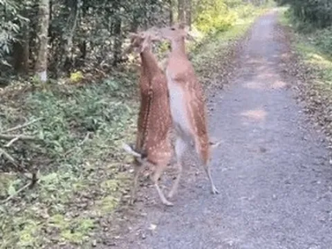 Video 2 con hươu 'đánh nhau' ở Vườn quốc gia Cúc Phương gây sốt