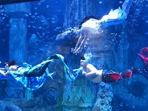 Chàng trai nổi tiếng vì làm 'tiên cá béo' trong thủy cung Nha Trang