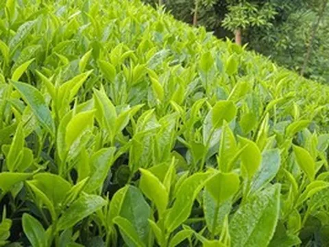 Nhật ký của trà