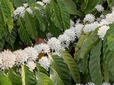 Hương cà phê trong tôi