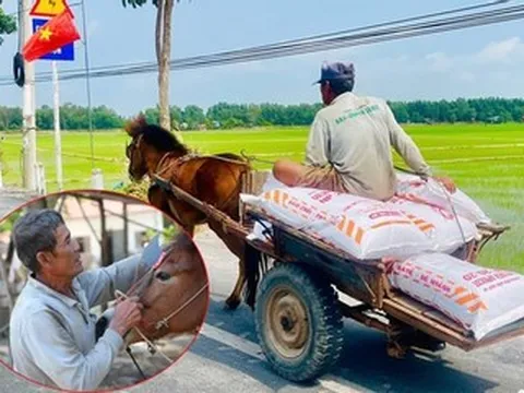 Người đàn ông miền Tây U70 kể đời phu xe ngựa, khoe vết sẹo còn hằn trên bụng