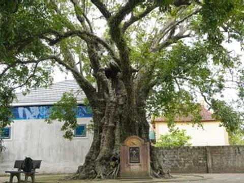 5 cây thị rỗng ruột gần 700 năm tuổi ở Nghệ An vẫn tươi tốt, cho quả đều