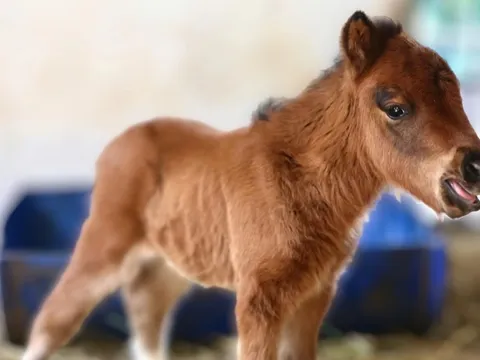 Ngựa lùn mới sinh ở Thảo Cầm Viên gây sốt