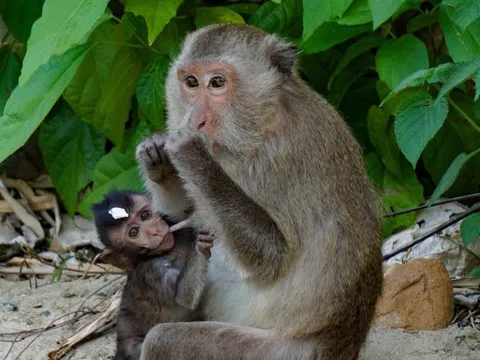 Chưa dứt cảnh du khách cho khỉ ăn kẹo, sữa chua trên bán đảo Sơn Trà