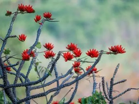 Tháng 3, giới trẻ đổ về núi Bà Đen “săn” ảnh hoa vông nem đỏ rực