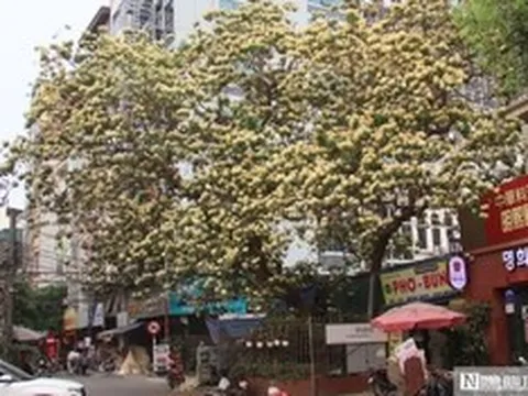 Cây "hoa lạ" nở rộ giữa phố, dân mạng đổ xô tìm đến check-in