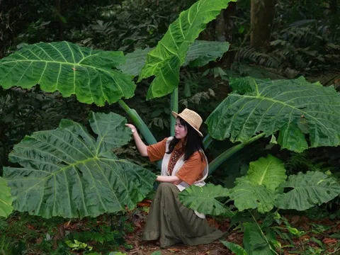 Xếp hàng, ùn tắc khách chụp ảnh bụi ráy khổng lồ ở VQG Cúc Phương