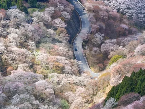 Cảnh mùa hoa anh đào ngoạn mục tại Nhật Bản