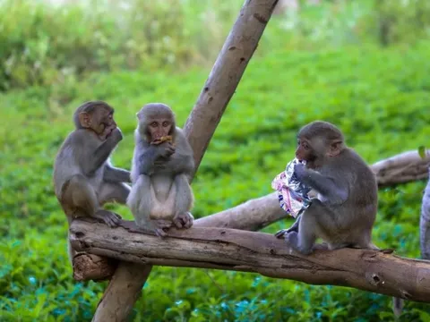 Du khách 'làm hư' đàn khỉ ở bán đảo Sơn Trà
