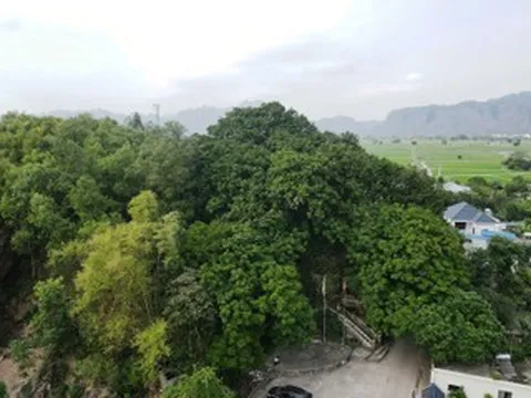 Cả làng bảo vệ 'báu vật' hàng trăm tuổi trên đồi Bích Sơn ở Ninh Bình