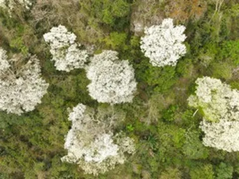 VIDEO: Ngây ngất với loài hoa nở trắng rừng xứ Thanh