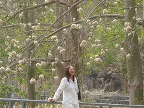 Bông gòn nở rộ "gây sốt", hút khách ở Vũng Tàu