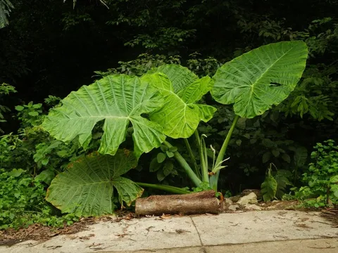 Cảnh báo khách xả rác, giẫm đạp cây trong VQG Cúc Phương