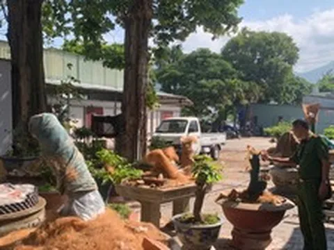 Vụ trả lại 21 cây mai ở Côn Đảo: Luật sư nhận định gì?