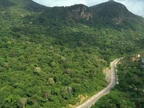 Vụ 42 cây mai vàng: Chỉ đạo mới nhất từ Vườn quốc gia Côn Đảo